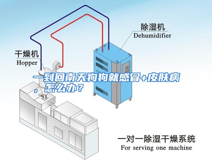 一到回南天狗狗就感冒+皮肤病，怎么办？