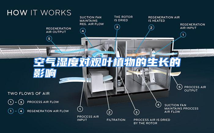 空气湿度对观叶植物的生长的影响